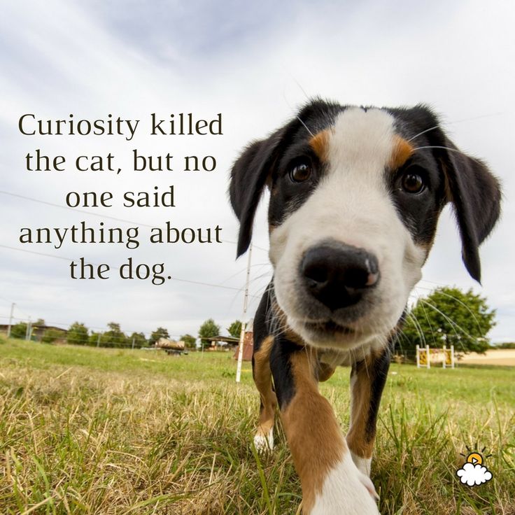 Inspirational Quotes Curiosity Killed The Cat But No One